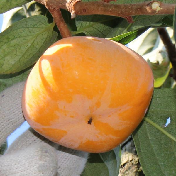 たねなし柿 こつぶ君 7kg |  | 06