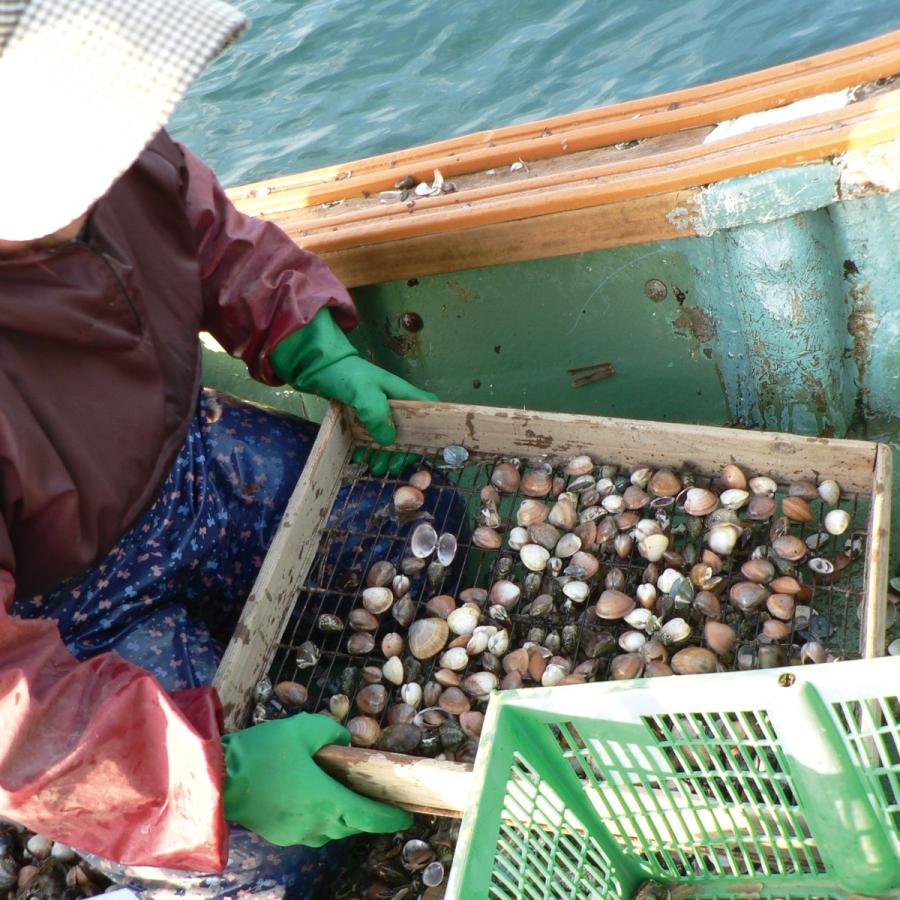 天然はまぐり7年もの1kg はまぐり庵 はまぐり ハマグリ 蛤 新鮮 活