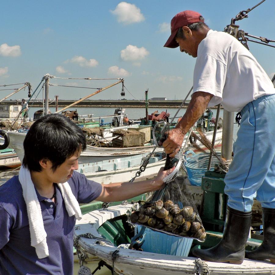 天然はまぐり7年もの3kg／桑名 はまぐり 活はまぐり 地はまぐり 大粒 通販 お取り寄せ はまぐり庵 6cm以上45粒前後 はまぐり