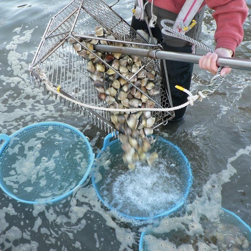 天然はまぐり7年もの10粒 はまぐり庵 はまぐり ハマグリ 蛤 新鮮 活 三重県桑名 お取り寄せ 贈り物 ギフト |  | 03