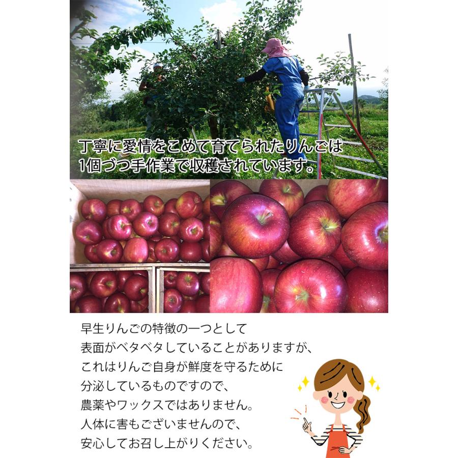 訳あり りんご 5kg 青森県産 シナノスイート 5kg 送料無料 りんご 5Kg 訳あり お試し シナノスイート 青森 生食用 SDGS【 10月下旬頃から】｜daiwaya-syunkaan｜05