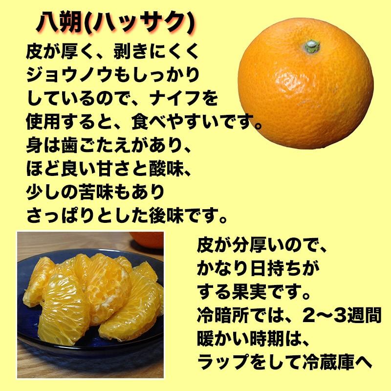 はっさく 八朔 みかん 訳あり 10Kg 広島県産 紅八朔 3Lサイズ 約10kg 送料無料 お試し｜daiwaya-syunkaan｜03