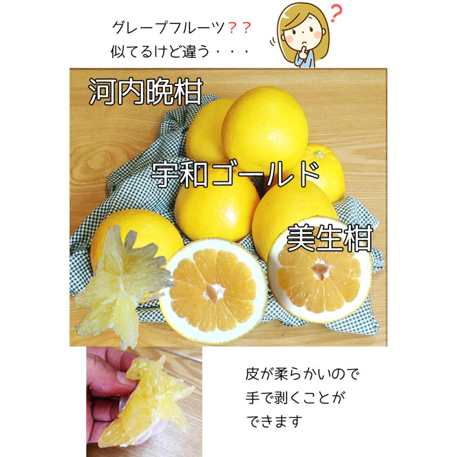 大流行中！大流行中！愛媛県産 大玉 宇和ゴールド 河内晩柑 10kg 果物