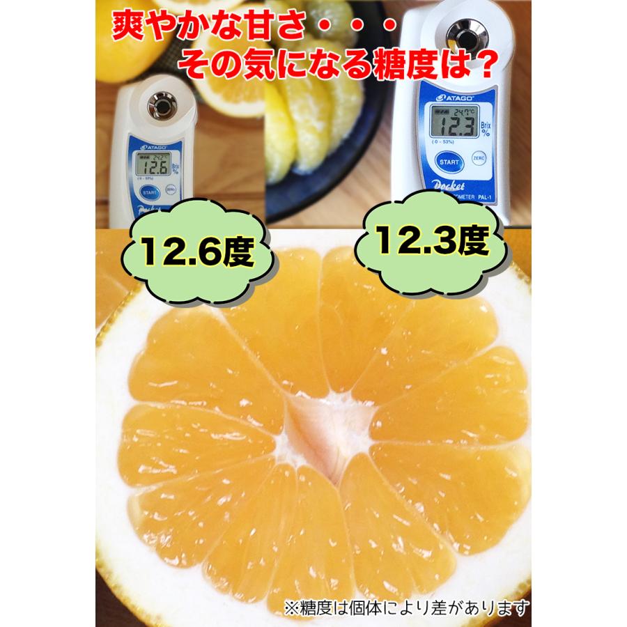 河内晩柑 宇和ゴールド 夏文旦 みかん 5Kg ご家庭用 送料無料 愛媛県産 宇和ゴールド Lサイズ 約5kg 送料無料 3月中旬頃から｜daiwaya-syunkaan｜06