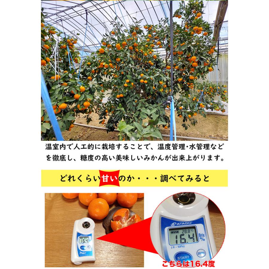 小玉【柑橘の大トロ・ハウスせとか特秀15玉入】和歌山 有田産 No.01 みかんの大トロと呼ばれる希少柑橘 和歌山県有田産 せとか 約5kg