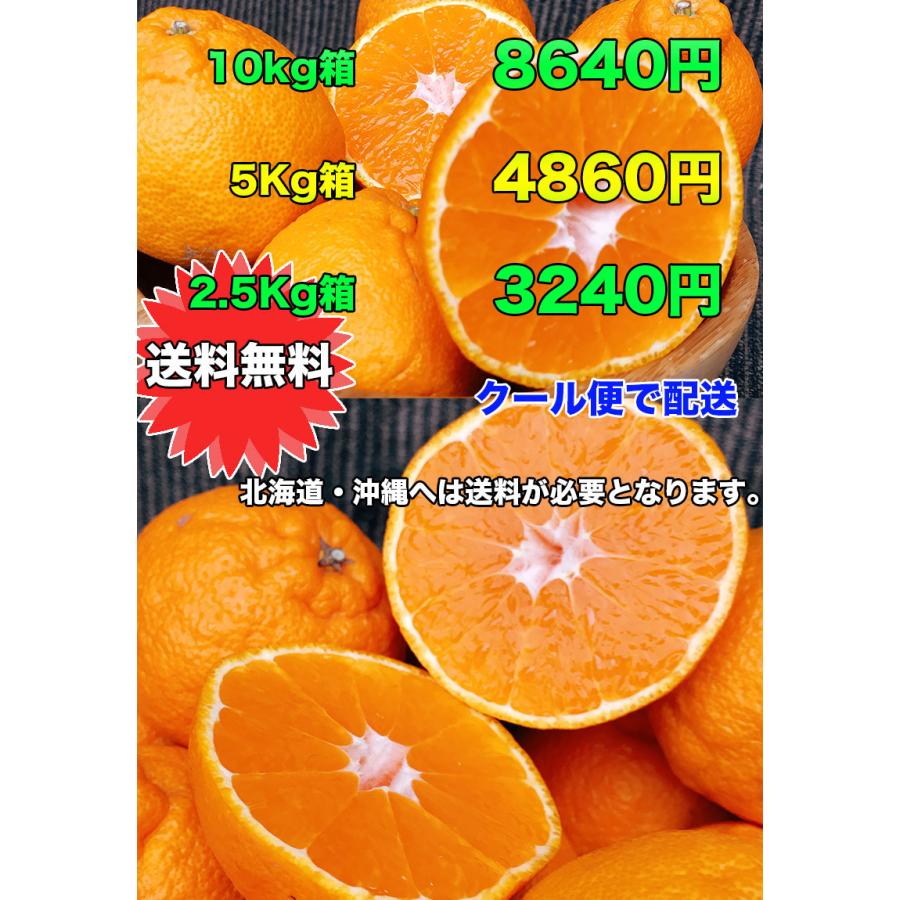 メーカー在庫限り品 デコポン みかん 5kg 送料無料 本家 熊本県産 完熟 ギフト 光糖度センサー検査済 糖度保証 クール便配送 Aynaelda Com