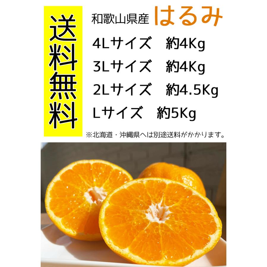 はるみ みかん 訳あり 4.5Kg 送料無料 和歌山県産はるみ 2Lサイズ 約4.5kg ご家庭用 貴重な新品種｜daiwaya-syunkaan｜09