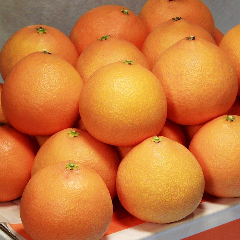 紅マドンナ 送料無料 愛媛県 紅まどんな 5kg 2Lサイズ ご家庭用 小キズ