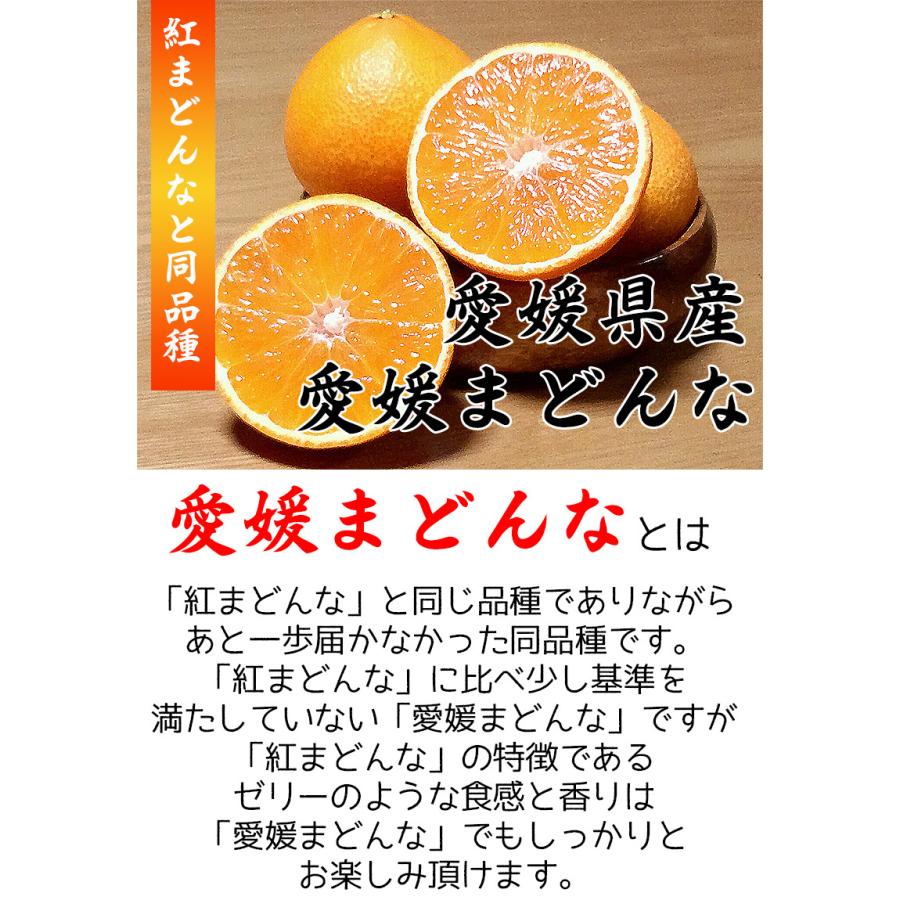紅まどんな あいか 送料無料 愛媛県 愛媛まどんな 2Lサイズ 5kg 紅まどんな あいか 送料無料 愛媛県 愛媛まどんな 2Lサイズ 5kg