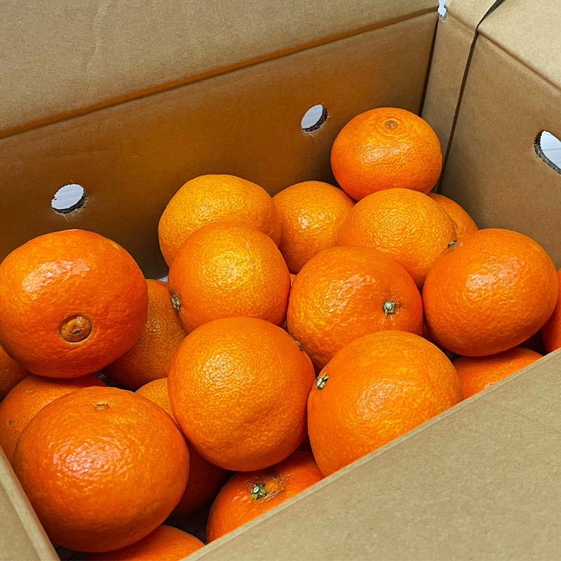 紅まどんな あいか 送料無料 愛媛県 愛媛まどんな 2Lサイズ 5kg 紅まどんな あいか 送料無料 愛媛県 愛媛まどんな 2Lサイズ 5kg