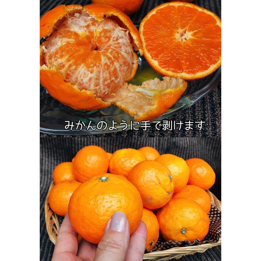 みかん 訳あり 5kg 愛媛県 和歌山県 カラマンダリン Mサイズ 春 ギフト