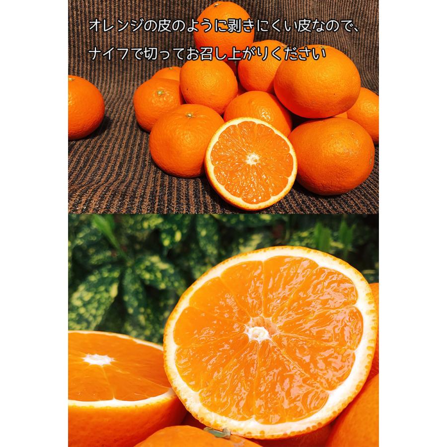 清見 オレンジ 送料無料 和歌山県産 清見 オレンジ 秀品 2Lサイズ 5Kg ギフト 贈答用 清見タンゴール
