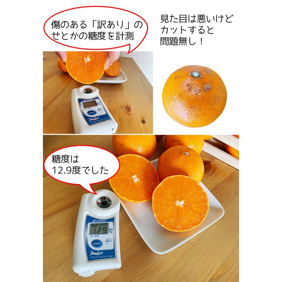 せとか 訳あり みかん 5kg箱 送料無料 柑橘の大トロ 南紀のせ せとか 訳あり みかん 5kg箱 送料無料 柑橘の大トロ 南紀のせ
