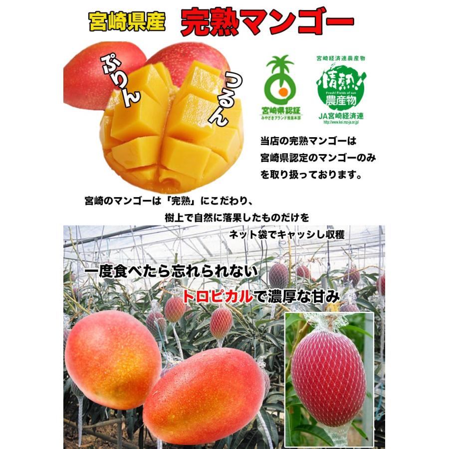 マンゴー 宮崎 完熟マンゴー 3Lサイズ 2個入 ギフト 父の日 お中元