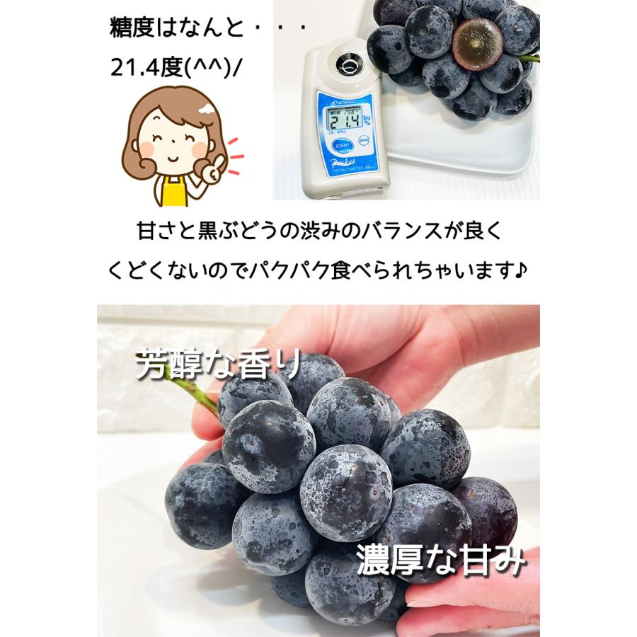 ぶどう ブドウ 長野県産 ナガノパープル 化粧箱 2房入 合計1kg~1.2kg JAの正規品 葡萄 黒ぶどう 大粒 皮ごと食べる｜daiwaya-syunkaan｜04