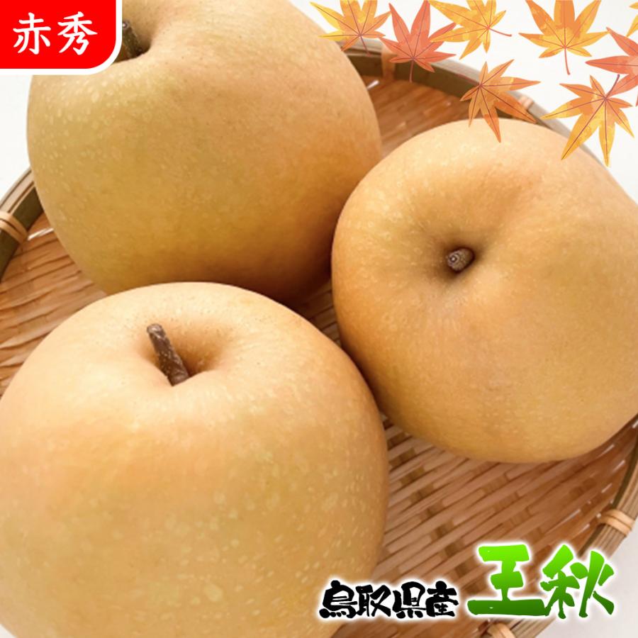 鳥取産王秋梨　秀7玉5kg✖️2箱！ 梨 なし ナシ 王秋 5Kg箱 秀品 贈答用 お歳暮 ギフト プレゼント 鳥取