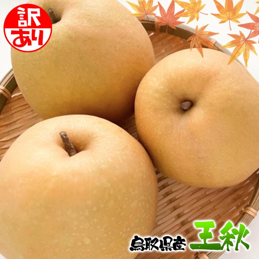 梨 なし ナシ 王秋 訳あり 5kg箱 鳥取県産 王秋梨 約5Kg ご家庭用 爆買