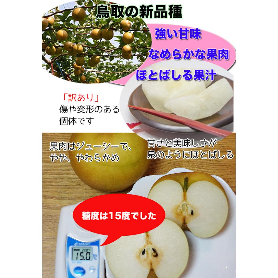 梨 送料無料 5kg 訳あり 鳥取県産 新甘泉梨 5kg 6〜20玉入 ご家庭用 送料無料 訳あり 梨 新甘泉 鳥取 なし ナシ 敬老の日 9月上旬頃から｜daiwaya-syunkaan｜04