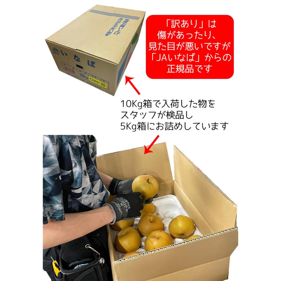 梨 送料無料 5kg 訳あり 鳥取県産 新甘泉梨 5kg 6〜20玉入 ご家庭用 送料無料 訳あり 梨 新甘泉 鳥取 なし ナシ 敬老の日 9月上旬頃から｜daiwaya-syunkaan｜05