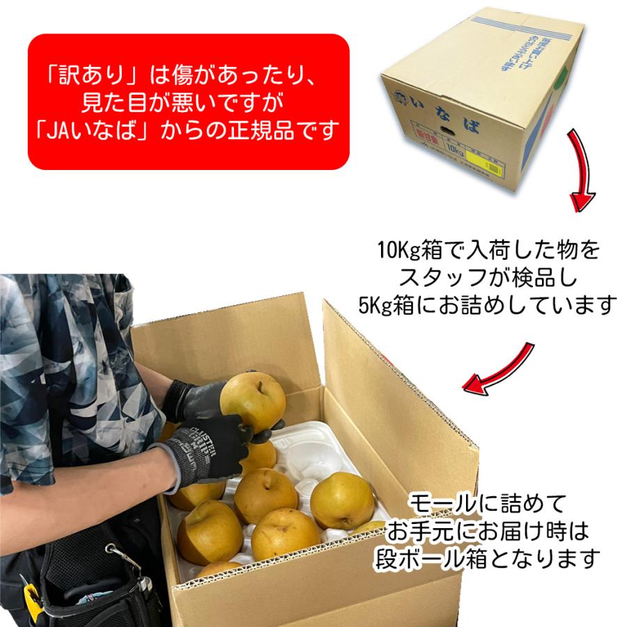 鳥取県産　新甘泉　家庭用5kg 2箱　送料無料 梨 5kg クール便 送料無料 訳あり 鳥取県産 新甘泉梨 6〜20玉入