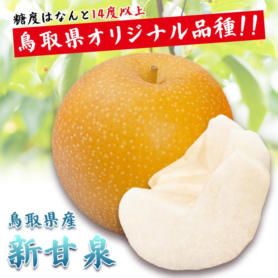 梨 5kg 新甘泉 甘い梨 送料無料 新甘泉梨 鳥取県産 秀品 10-16玉入