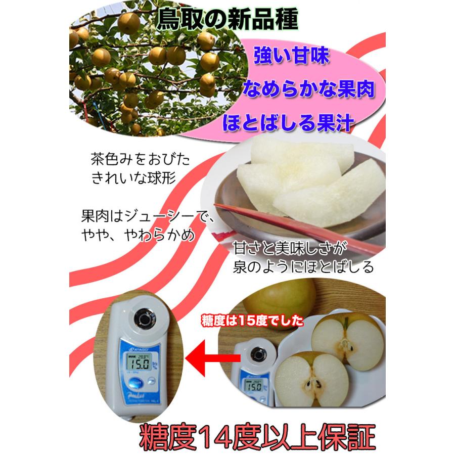 梨 送料無料 5kg 鳥取県産 新甘泉梨 秀品 5kg 18〜22玉入 送料無料 梨 新甘泉 鳥取 なし ナシ ギフト 贈答用 敬老の日 9月上旬頃から｜daiwaya-syunkaan｜04