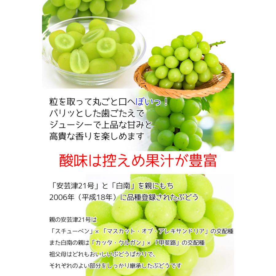 ぶどう シャインマスカット 山梨県産 2房入 1.2kg 希少品種 ギフト
