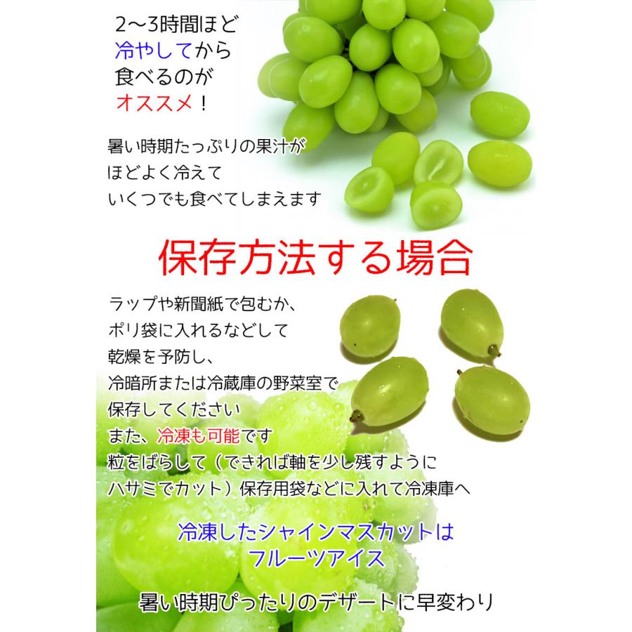 ぶどう シャインマスカット 山梨県産 シャインマスカット 2房入 700g 希少品種 ギフト 敬老の日 マスカット クール便 送料無料 8月下旬頃より｜daiwaya-syunkaan｜04