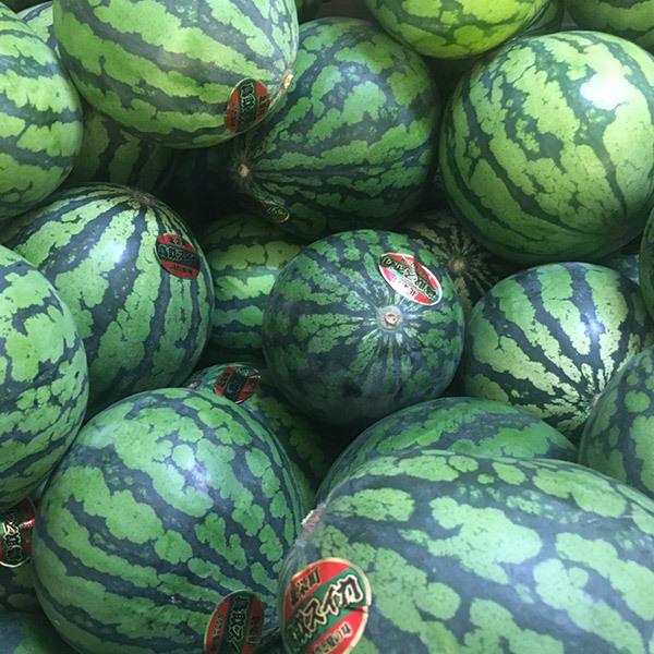 本店 熊本県産 大玉スイカ だんらん 訳あり1玉 10.5Kg 高知県産スイカ大玉、即購入OK