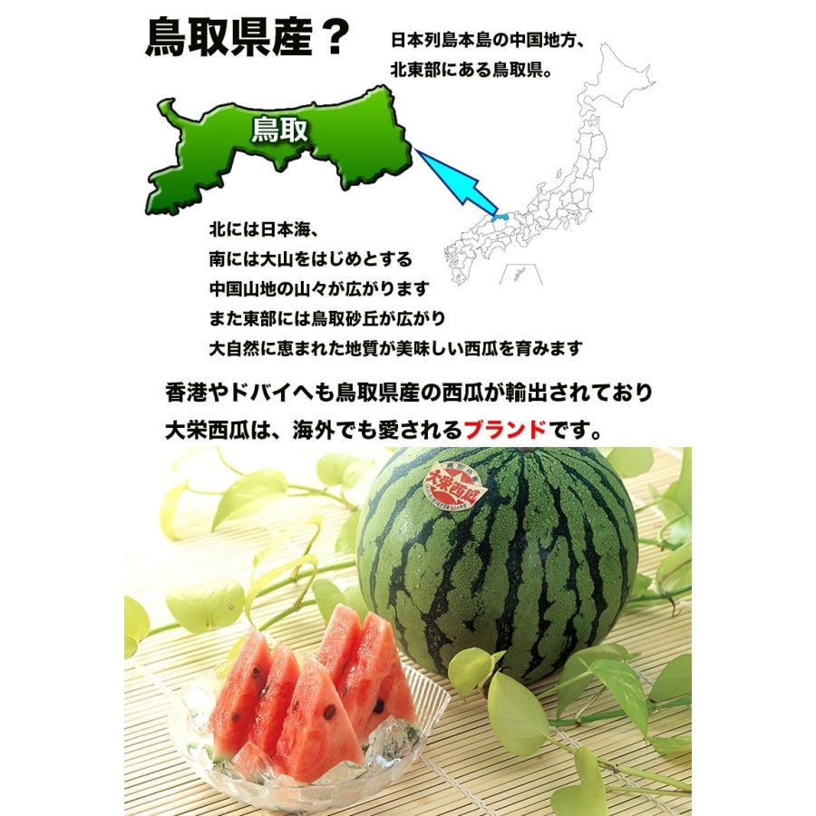 食品 鳥取県ブラックジャックスイカ 大玉7kg〜11kg 前後,ギフトにできる。