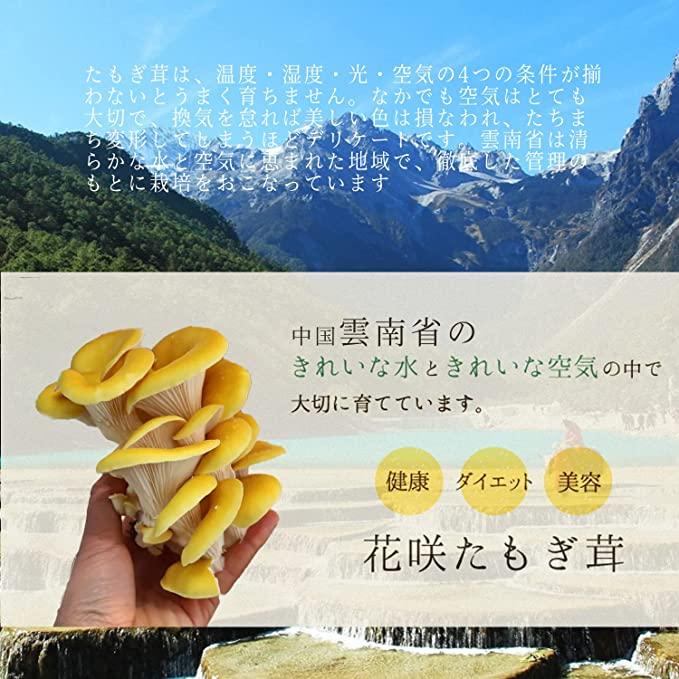 乾燥 たもぎ茸 タモギタケ 100g 無添加 黄金たもぎだけ スーパー健康