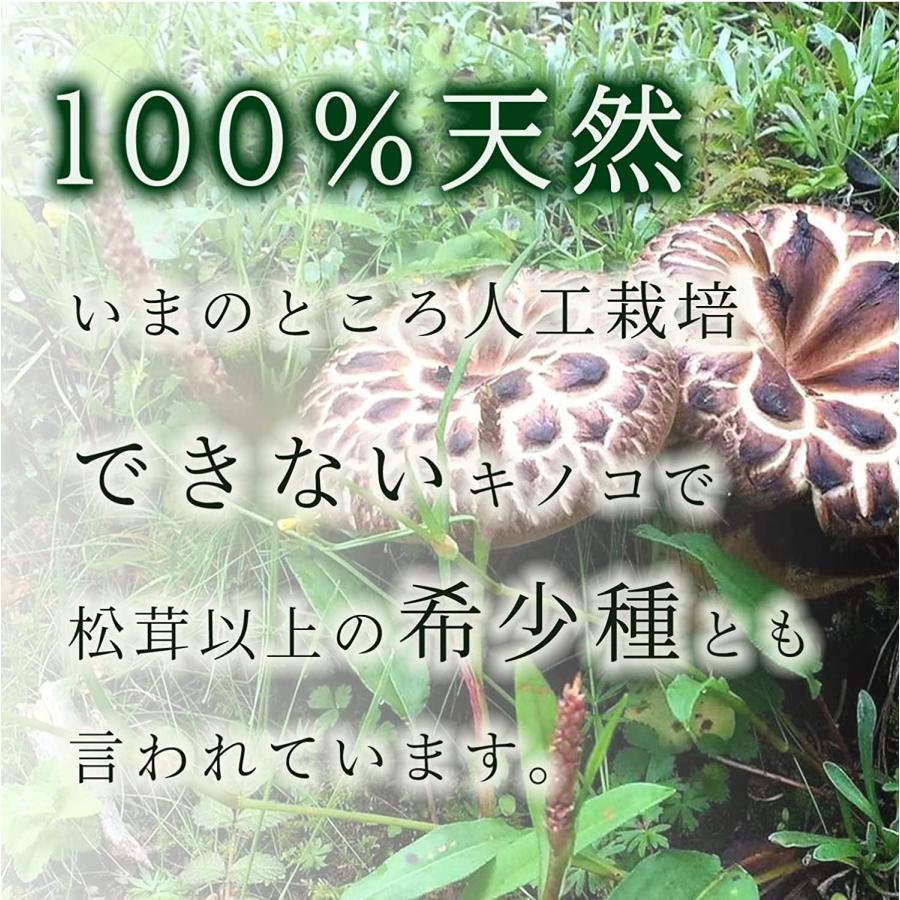乾燥 コウタケ 香茸 50g 雲南産 鹿茸 天然きのこ サイズ不揃い 椎茸