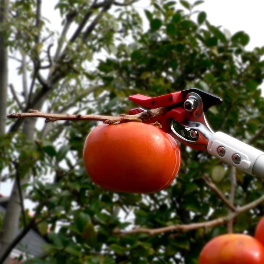 新しいブランド アルス 150s 1 8d 超軽量高枝鋏 ライトチョキ 高枝切 園芸 庭園 ガーデニング 高枝切鋏 高枝切はさみ ハサミ Dprd Jatimprov Go Id