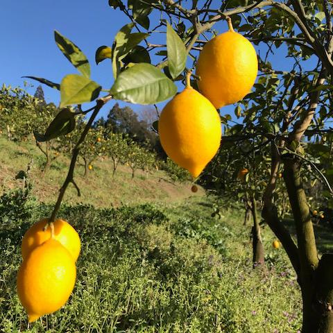 フルーツポン酢　夏ポン　レモンのポン酢　季節のポン酢　宮崎県産レモン　宮崎県日南市森山農園「日南レモン」着色料・保存料・化学調味料不使用 |  | 02
