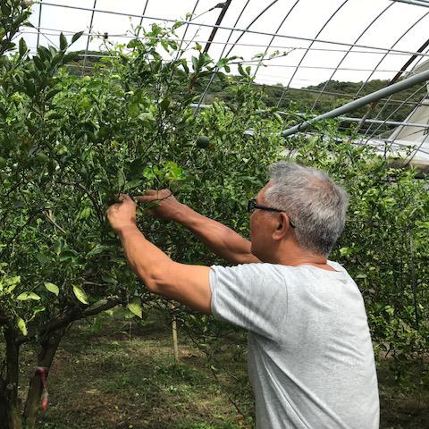 フルーツポン酢　秋ポン　へべすのポン酢　季節のポン酢　宮崎県日向市　成合へべす園　JASオーガニック認証　着色料・保存料・化学調味料不使用 |  | 08