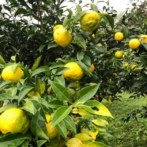 フルーツポン酢　冬ポン　柚子のポン酢　季節のポン酢　宮崎県西米良村　天空の柚子　着色料・保存料・化学調味料不使用 |  | 02
