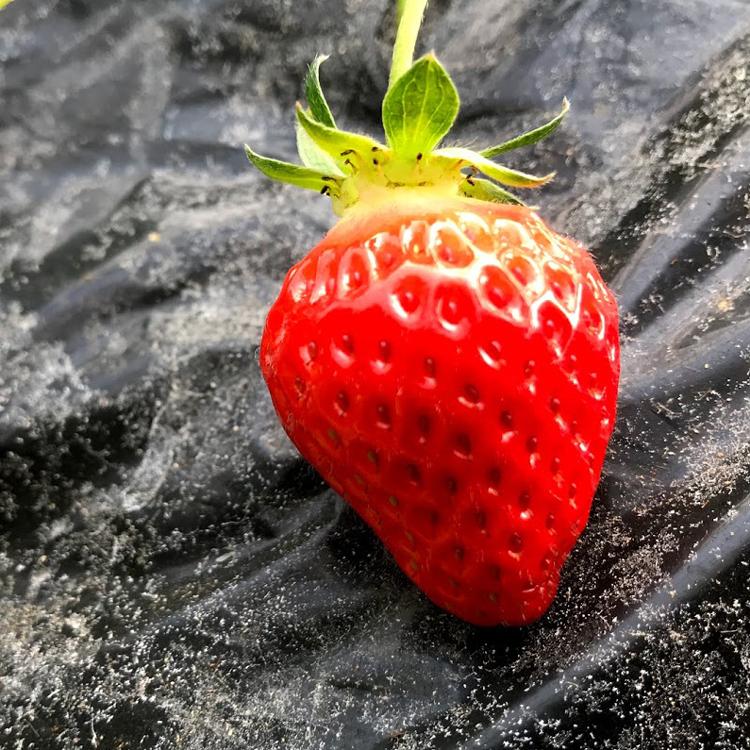 フルーツポン酢　春ポン　イチゴのポン酢　フルーツポン酢　　宮崎県産イチゴ　宮崎県都城市榎木農園　無加温イチゴ　着色料・保存料・化学調味料不使用 |  | 01