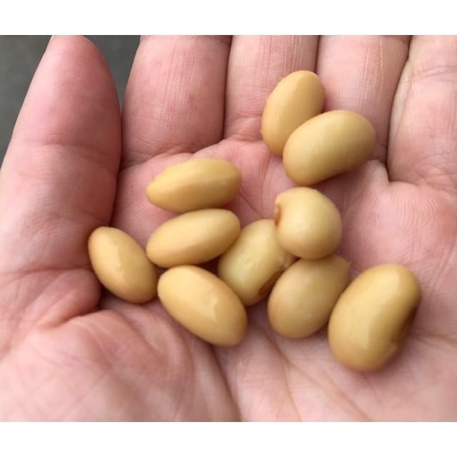 みやだいず蒸し大豆500g 宮崎県都城産 国産大豆 蒸し加工済み 味噌作りやおつまみに |  | 02