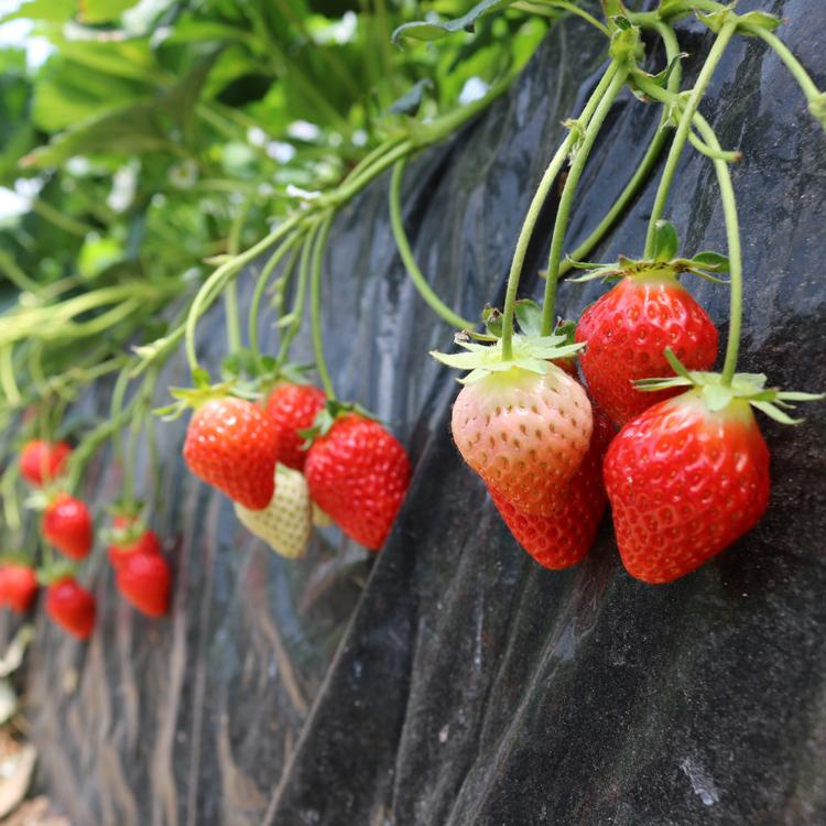 砂糖不使用 麹ジャム ２点チョイスセット（ストロベリー・ブルーベリー）送料無料 健康志向 |  | 10