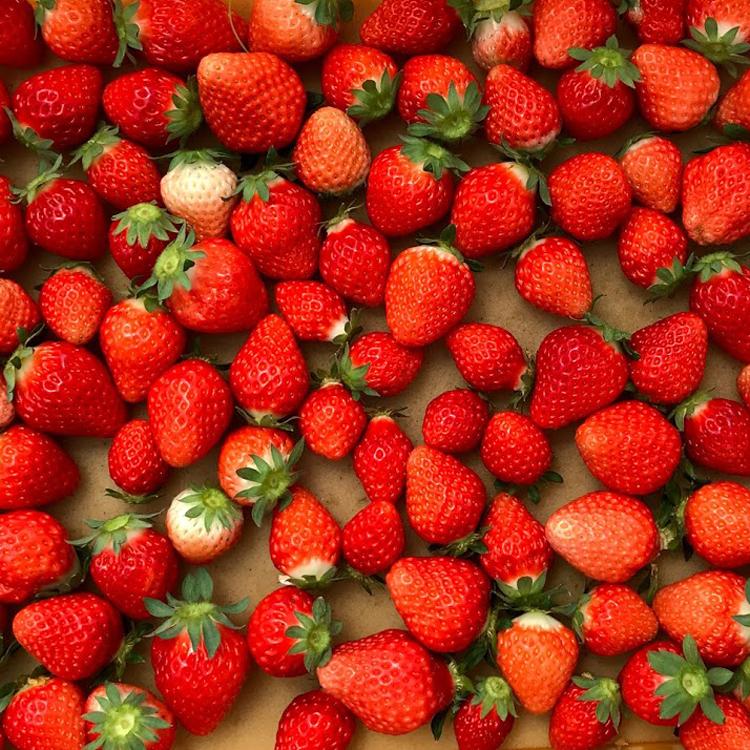 砂糖不使用 麹ジャム ２点チョイスセット（ストロベリー・ブルーベリー）送料無料 健康志向 |  | 07