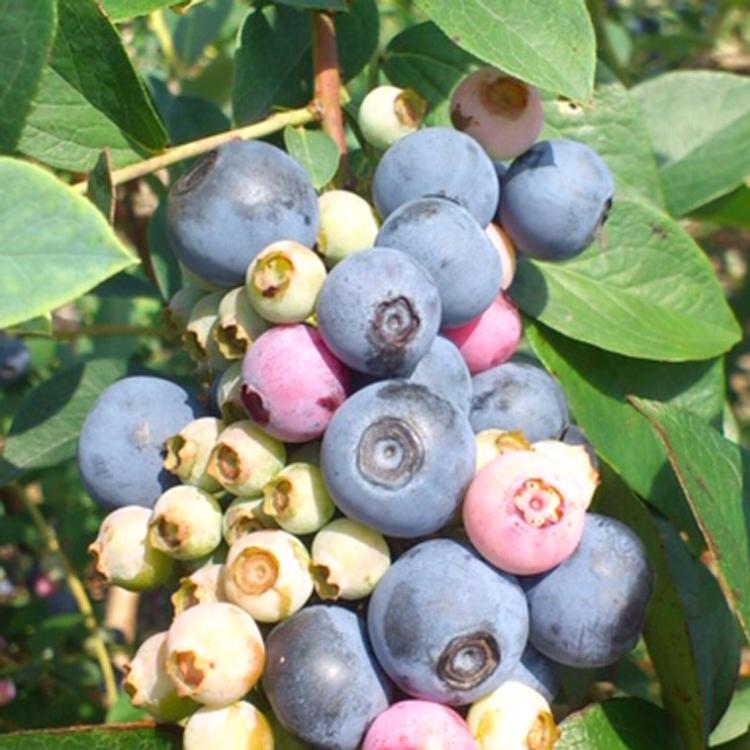 砂糖不使用 麹ジャム ２点チョイスセット（ストロベリー・ブルーベリー）送料無料 健康志向 |  | 09