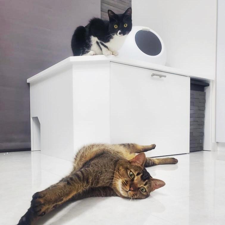 新作グッ インテリアの邪魔をしないオシャレな猫用トイレカバー 21 犬小屋 アメショー マンチカン スコティッシュ ネコ 低臭 シンプル 清潔 白 おしゃれ ホワイト カバー トイレ 猫 Restroom Cat お客様オーダー分 10 07 トイレ用品 Lifescaping Com