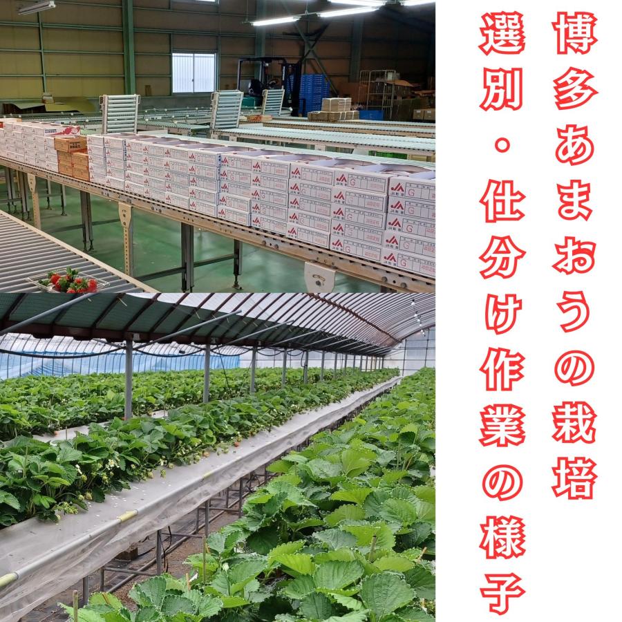 福岡産 博多 ”あまおういちご” 等級DX（デラックス） 5箱 10パック入り（1パック約270g） 大粒 苺 strawberry |  | 07