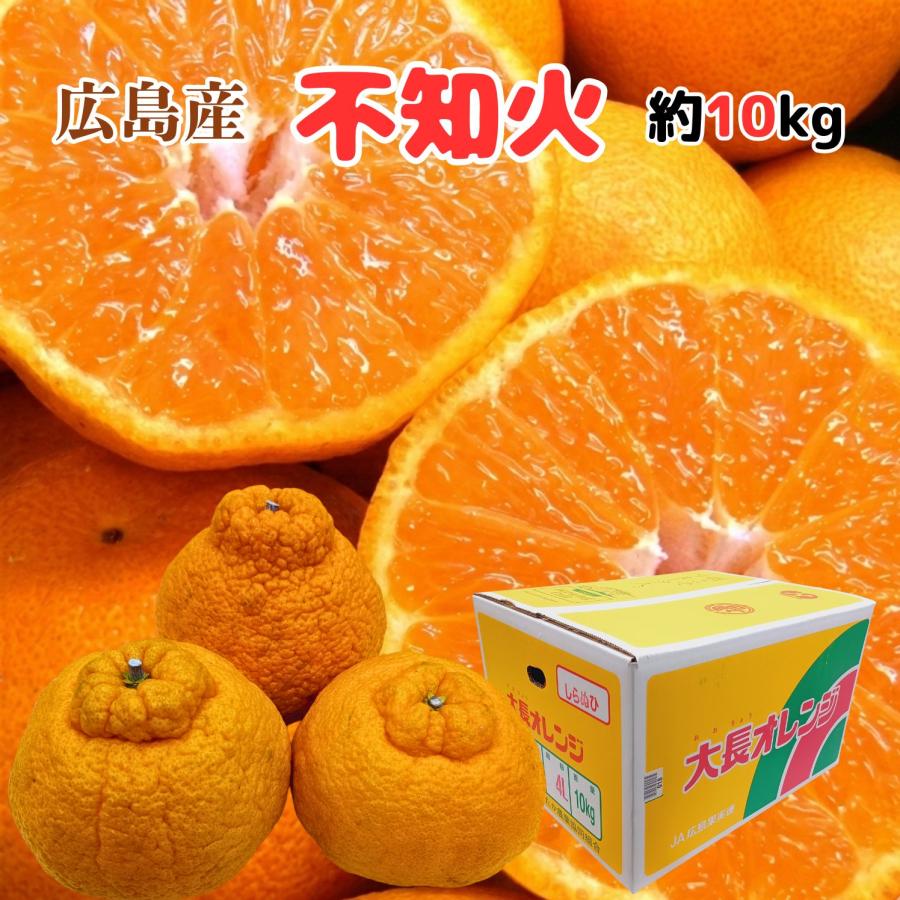 ”広島産 不知火・しらぬい（デコポン）” 約10kg 訳あり 大きさおまかせ 濃厚 甘い ギフト 国産 フルーツ 果物 JA 季節限定 柑橘 みかん 母の日 プレゼント | 