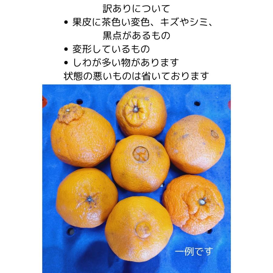 ”広島産 不知火・しらぬい（デコポン）” 約10kg 訳あり 大きさおまかせ 濃厚 甘い ギフト 国産 フルーツ 果物 JA 季節限定 柑橘 みかん 母の日 プレゼント |  | 03