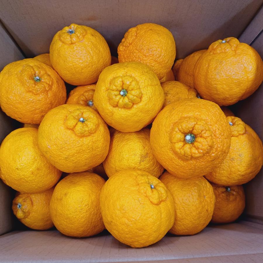 ”広島産 不知火・しらぬい（デコポン）” 約10kg 訳あり 大きさおまかせ 濃厚 甘い ギフト 国産 フルーツ 果物 JA 季節限定 柑橘 みかん 母の日 プレゼント |  | 05