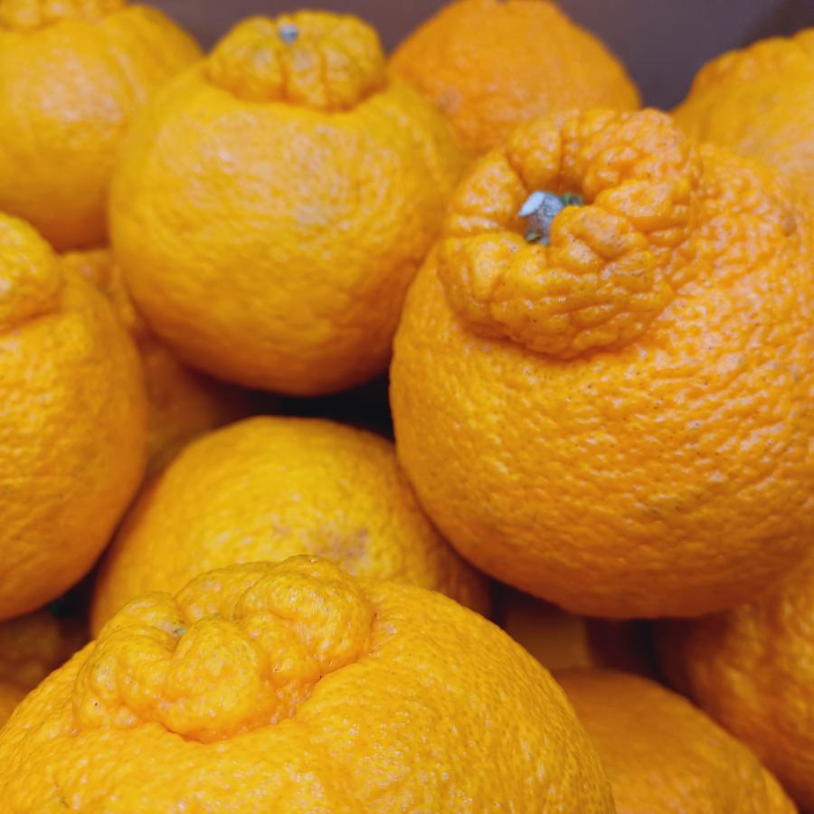 ”広島産 不知火・しらぬい（デコポン）” 約10kg 訳あり 大きさおまかせ 濃厚 甘い ギフト 国産 フルーツ 果物 JA 季節限定 柑橘 みかん 母の日 プレゼント |  | 04