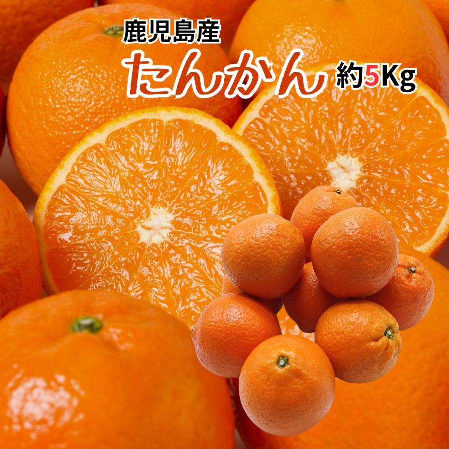 鹿児島産 ”たんかん” M-Lサイズのいずれか1サイズをお届け 約5kg JA南さつま　濃厚 甘い 香り ギフト 国産 フルーツ 果物 果実 ご当地 季節限定 柑橘 みかん | 