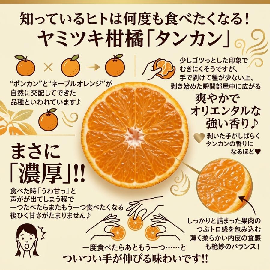 鹿児島産 ”たんかん” M-Lサイズのいずれか1サイズをお届け 約5kg JA南さつま　濃厚 甘い 香り ギフト 国産 フルーツ 果物 果実 ご当地 季節限定 柑橘 みかん |  | 02