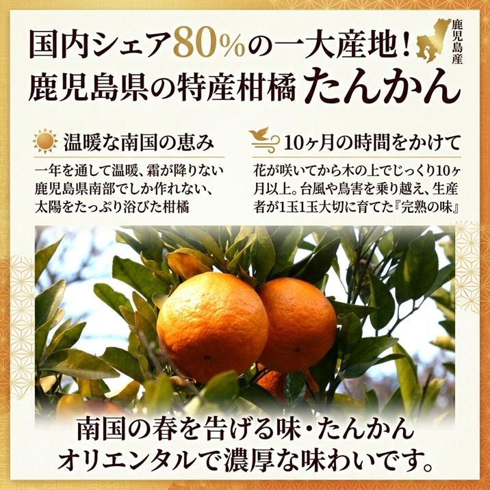 鹿児島産 ”たんかん” M-Lサイズのいずれか1サイズをお届け 約5kg JA南さつま　濃厚 甘い 香り ギフト 国産 フルーツ 果物 果実 ご当地 季節限定 柑橘 みかん |  | 03